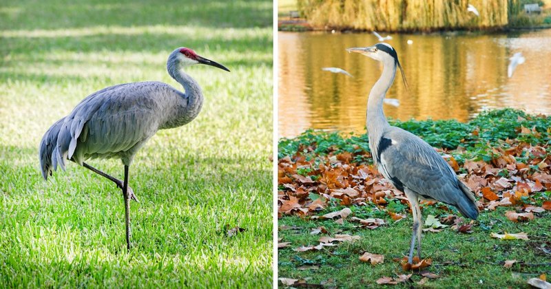 What The Crane Eats And How It Hunts Or Forages
