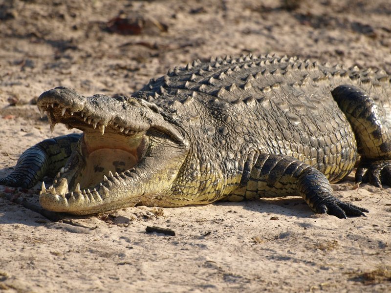 What The Crocodile Eats And How It Hunts