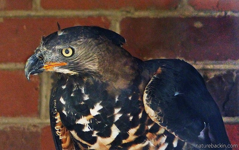 What The Crowned Eagle Eats And How It Hunts Or Forages