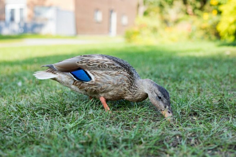 What The Duck Eats And How It Hunts Or Forages