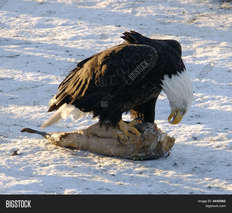 What The Eagle Eats And How It Hunts Or Forages