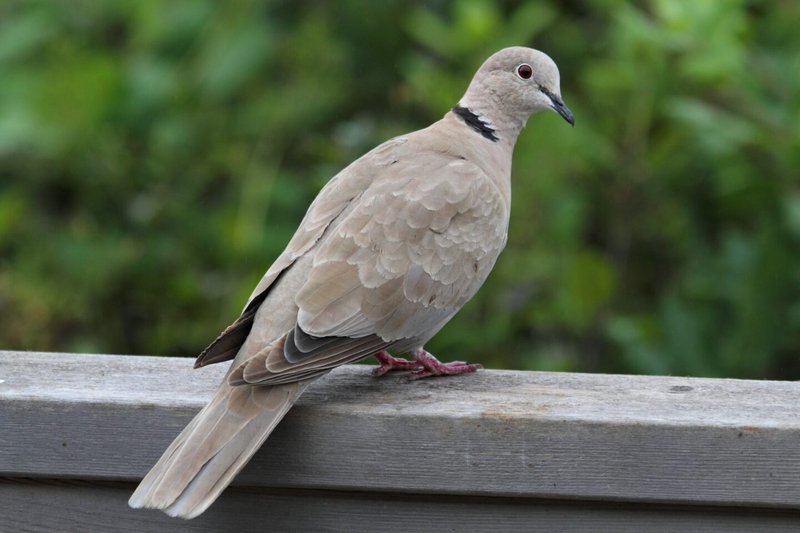 What The Eurasian Collared Dove Eats And How It Hunts Or Forages