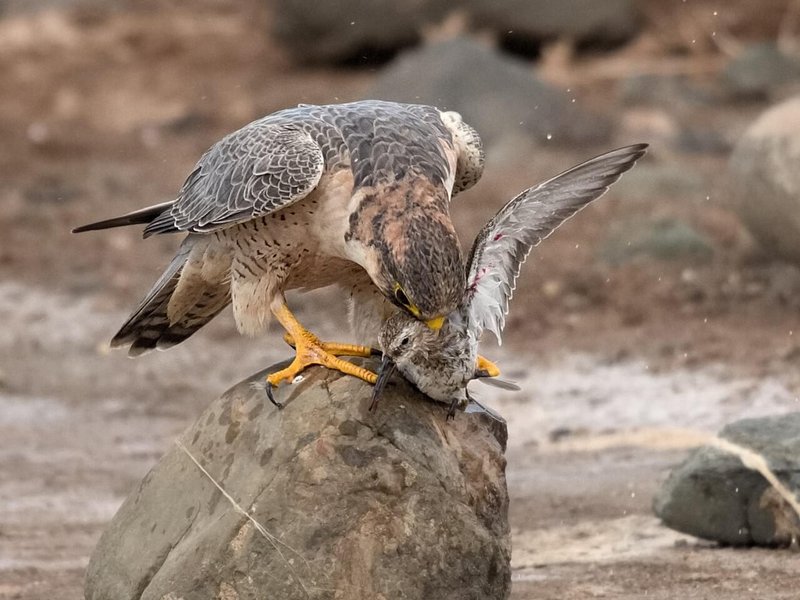 What The Falcon Eats And How It Hunts Or Forages