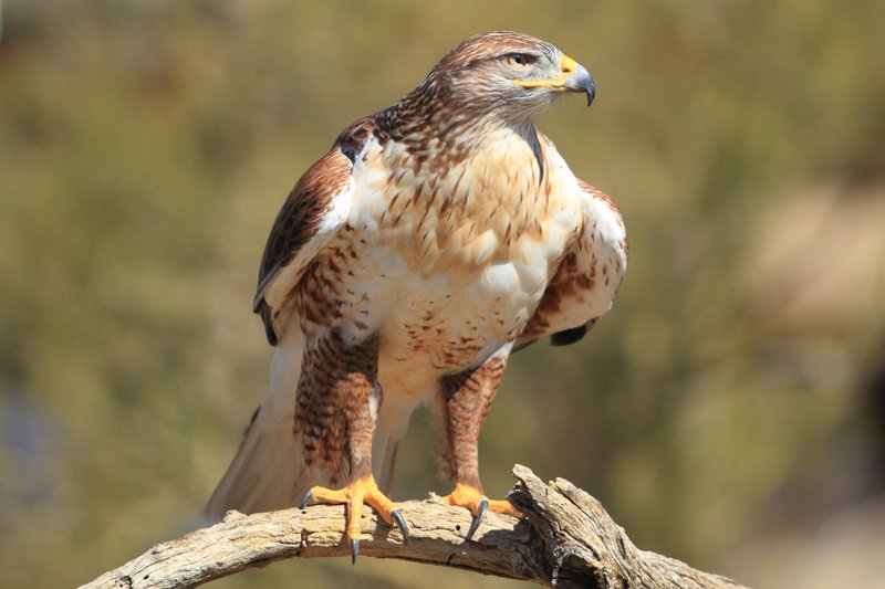 What The Ferruginous Hawk Eats And How It Hunts Or Forages