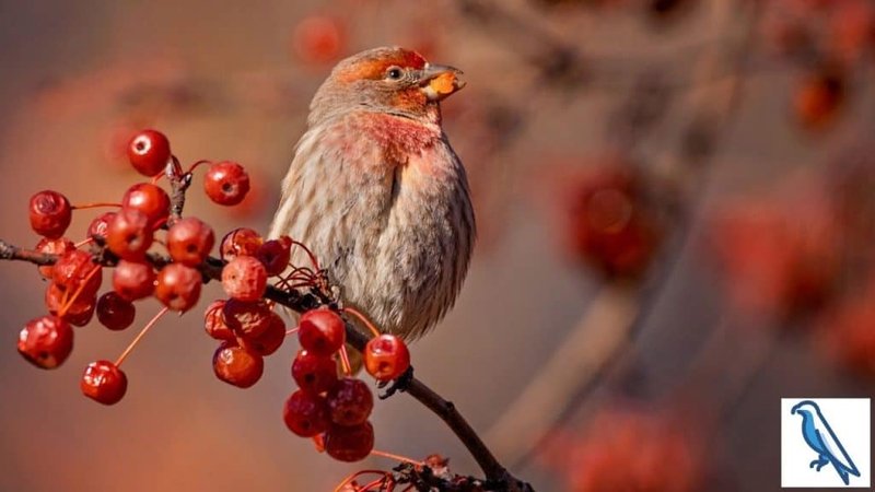 What The Finch Eats And How It Hunts Or Forages