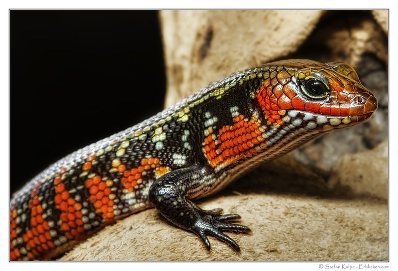 What The Fire Skink Eats And How It Hunts
