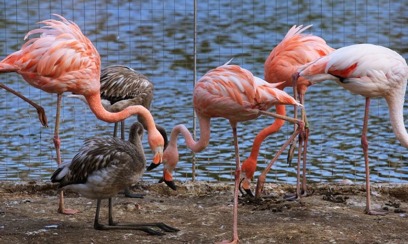 What The Flamingo Eats And How It Hunts Or Forages