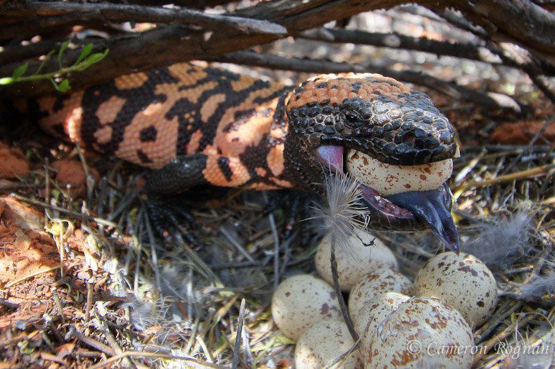 What The Gila Monster Eats And How It Hunts
