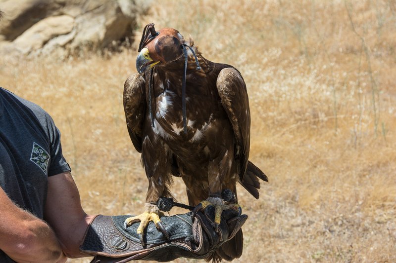What The Golden Eagle Eats And How It Hunts Or Forages