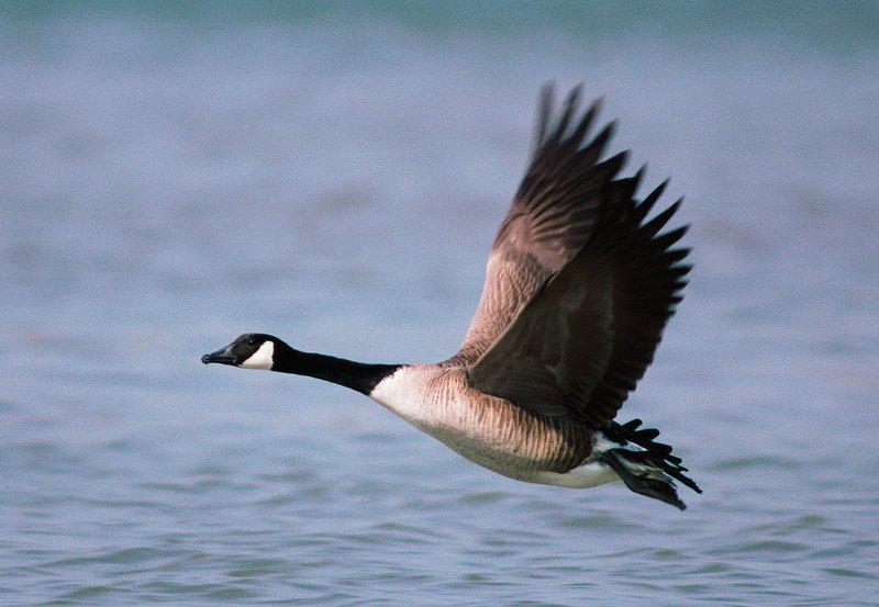What The Goose Eats And How It Hunts Or Forages