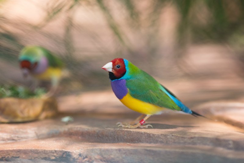 What The Gouldian Finch Eats And How It Hunts Or Forages