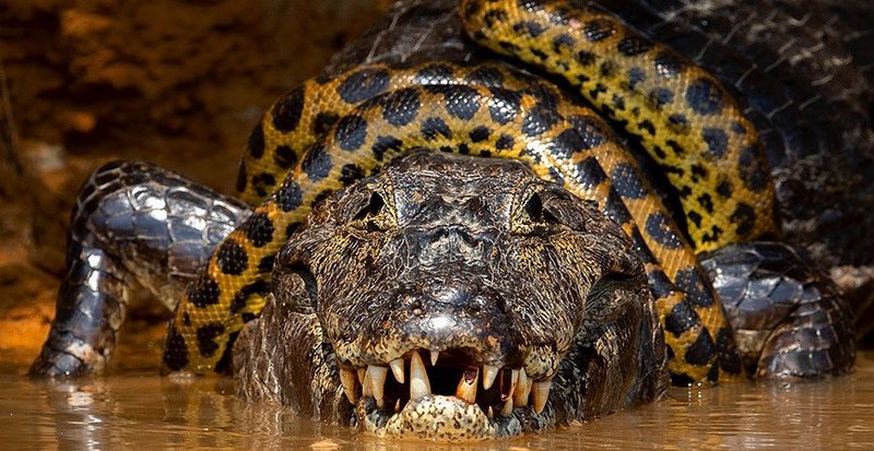 What The Green Anaconda Eats And How It Hunts