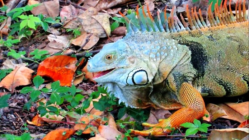 What The Green Iguana Eats And How It Hunts