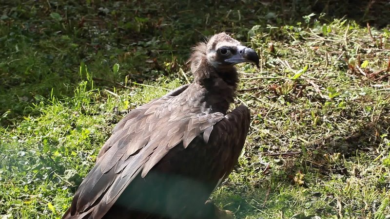 What The Griffon Vulture Eats And How It Hunts Or Forages