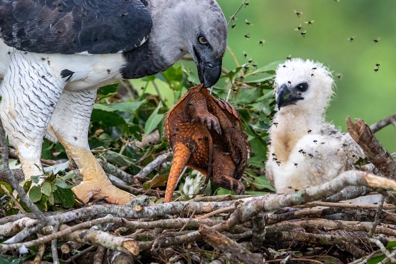 What The Harpy Eagle Eats And How It Hunts Or Forages