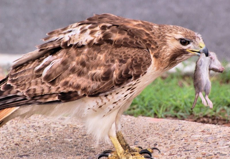 What The Hawk Eats And How It Hunts Or Forages