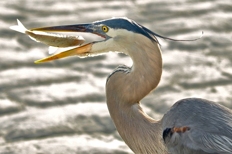 What The Heron Eats And How It Hunts Or Forages
