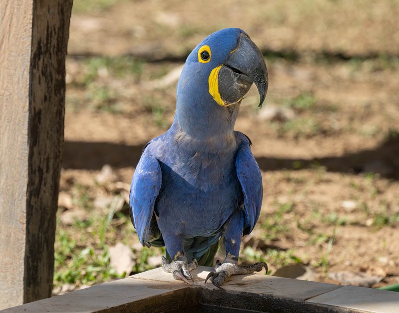 What The Hyacinth Macaw Eats And How It Hunts Or Forages