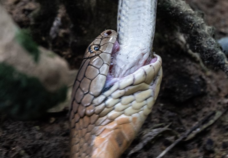 What The King Cobra Eats And How It Hunts