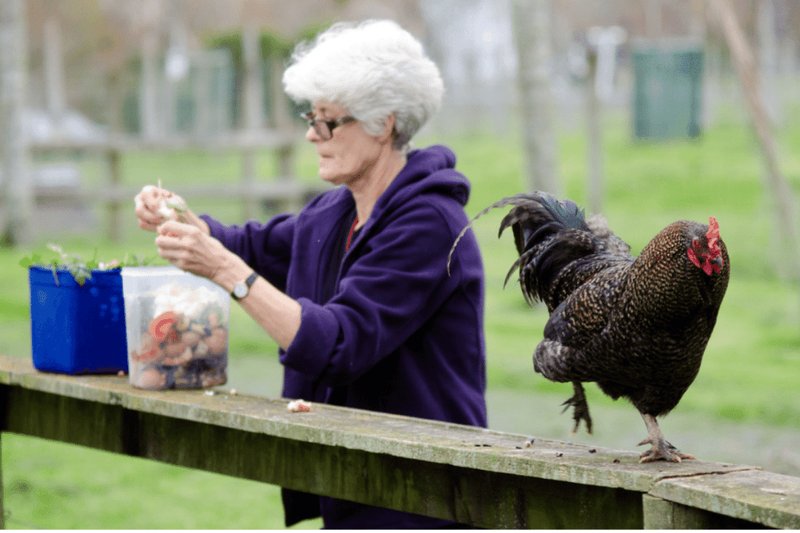 What The Leghorn Eats And How It Hunts Or Forages