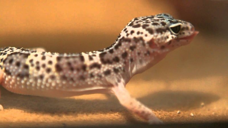 What The Leopard Gecko Eats And How It Hunts