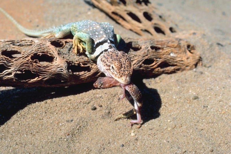 What The Lizard Eats And How It Hunts