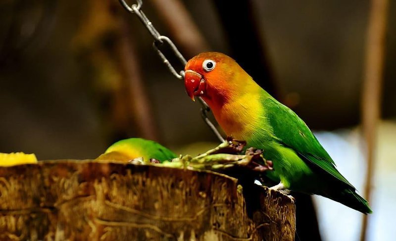 What The Lovebird Eats And How It Hunts Or Forages