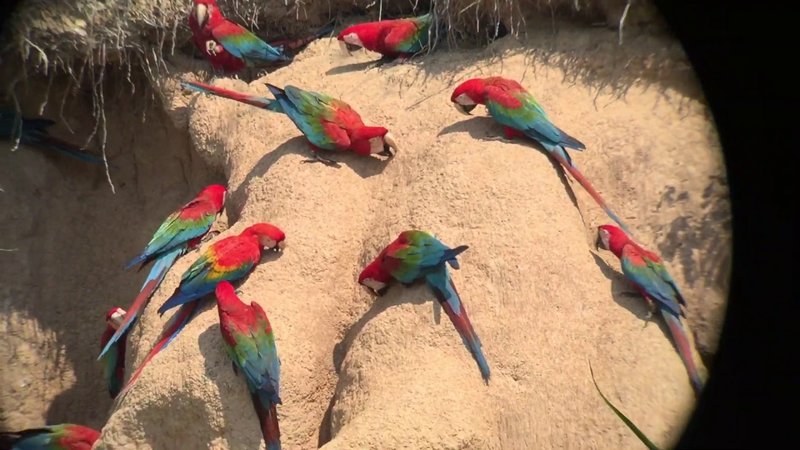 What The Macaw Eats And How It Hunts Or Forages