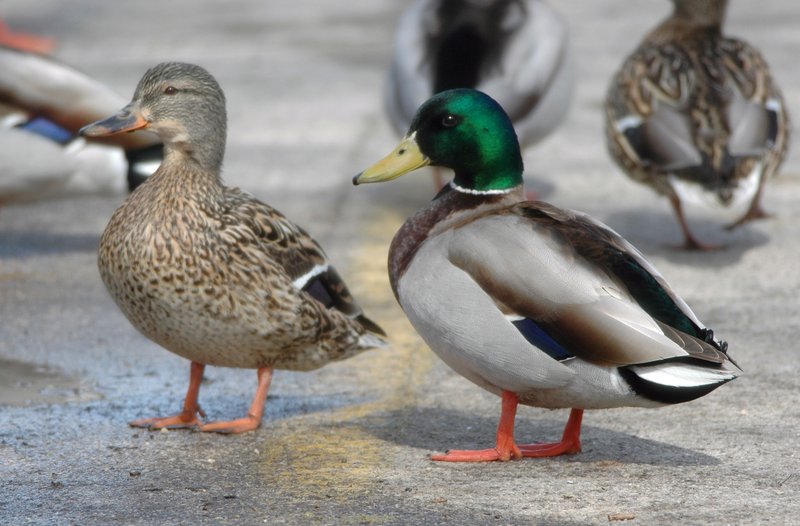 What The Mallard Eats And How It Hunts Or Forages