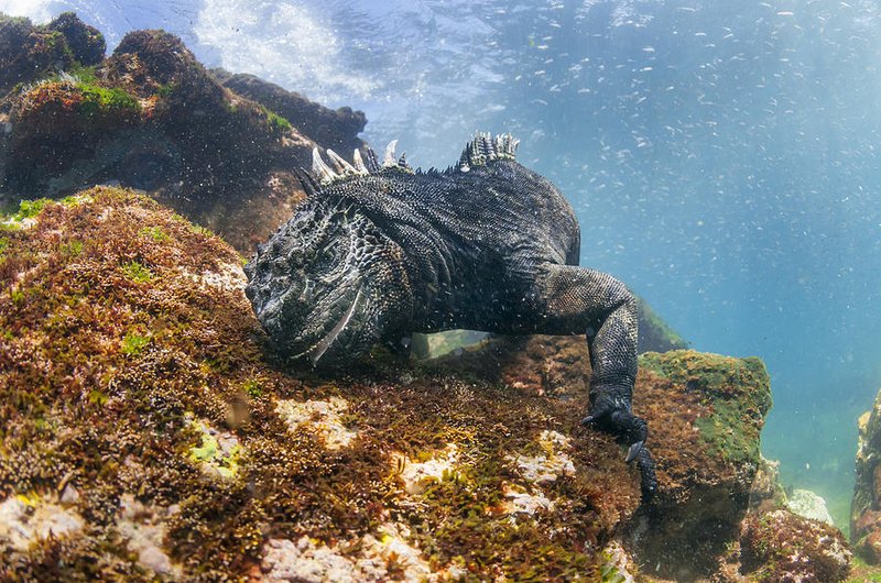 What The Marine Iguana Eats And How It Hunts