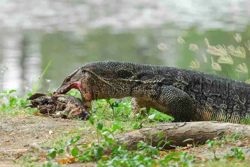 What The Monitor Lizard Eats And How It Hunts