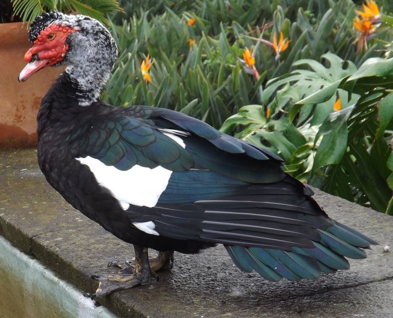 What The Muscovy Duck Eats And How It Hunts Or Forages