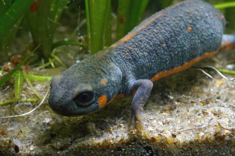 What The Newt Eats And How It Hunts