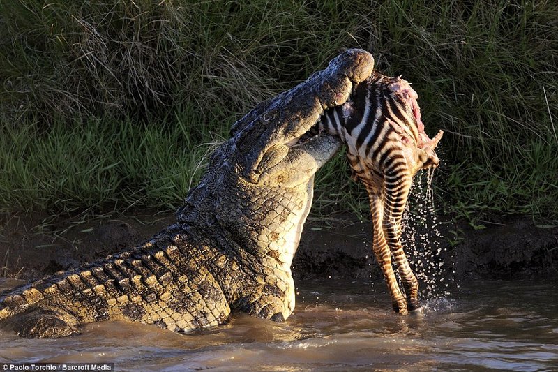 What The Nile Crocodile Eats And How It Hunts