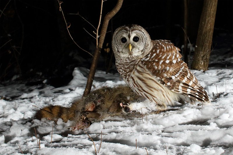 What The Owl Eats And How It Hunts Or Forages