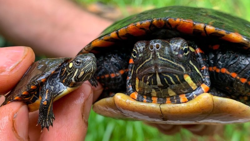What The Painted Turtle Eats And How It Hunts