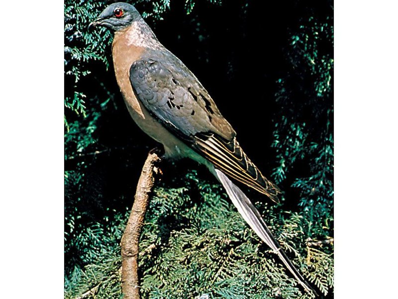 What The Passenger Pigeon Eats And How It Hunts Or Forages