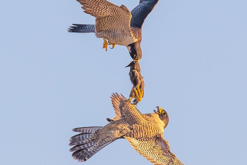 What The Peregrine Falcon Eats And How It Hunts Or Forages