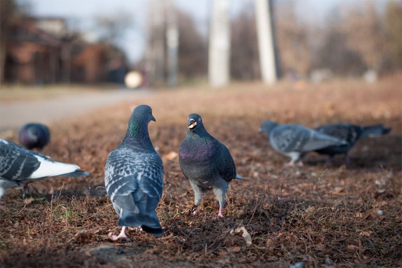 What The Pigeon Eats And How It Hunts Or Forages