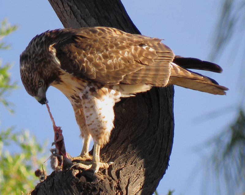 What The Red-Tailed Hawk Eats And How It Hunts Or Forages