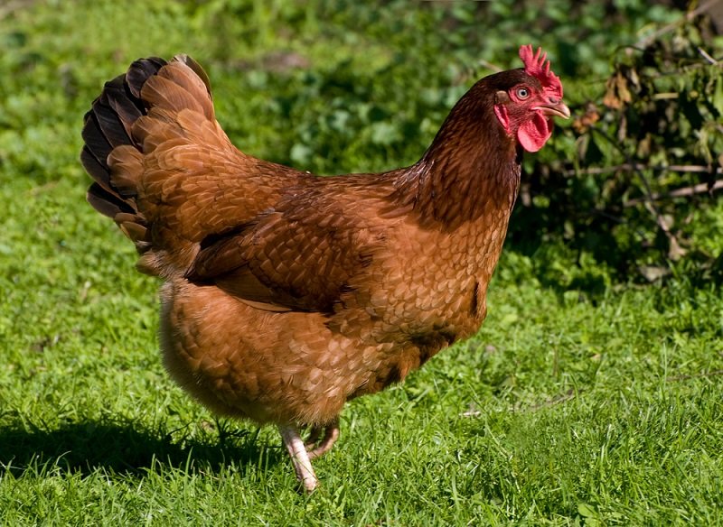 What The Rhode Island Red Eats And How It Hunts Or Forages