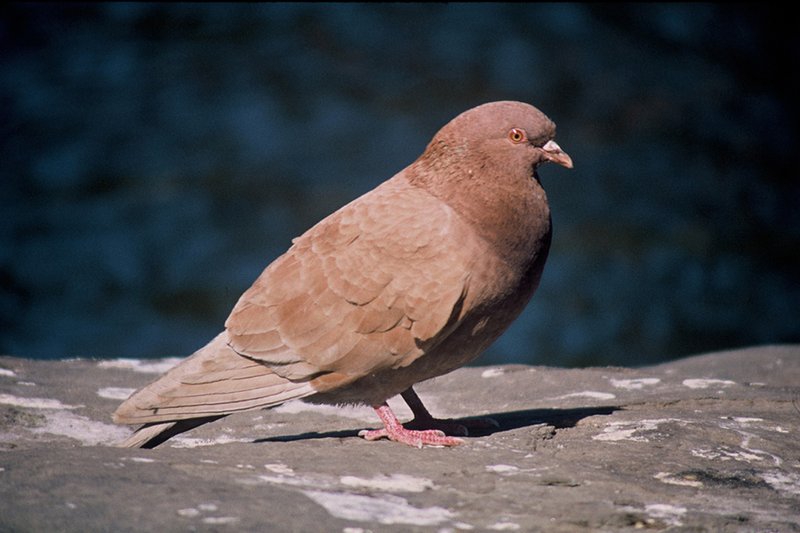 What The Rock Pigeon Eats And How It Hunts Or Forages