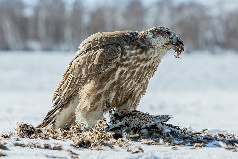 What The Saker Falcon Eats And How It Hunts Or Forages