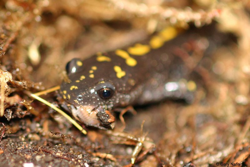 What The Salamander Eats And How It Hunts