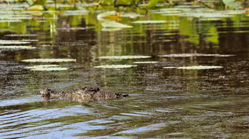 What The Saltwater Crocodile Eats And How It Hunts
