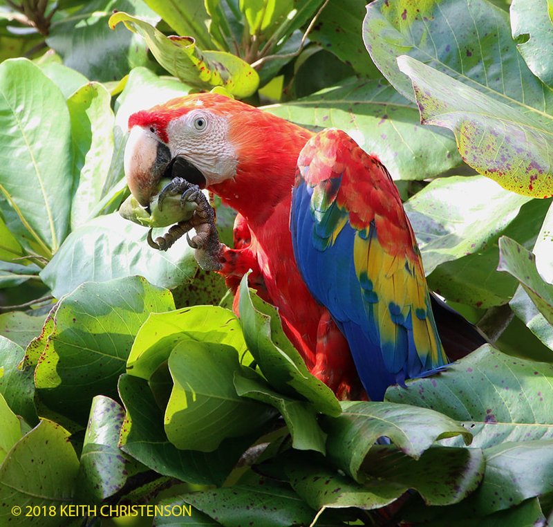 What The Scarlet Macaw Eats And How It Hunts Or Forages