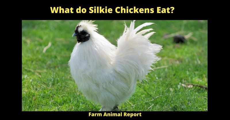 What The Silkie Eats And How It Hunts Or Forages