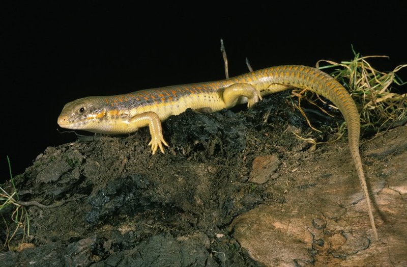 What The Skink Eats And How It Hunts