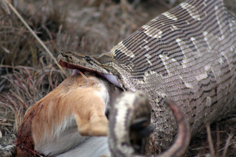What The Snake Eats And How It Hunts
