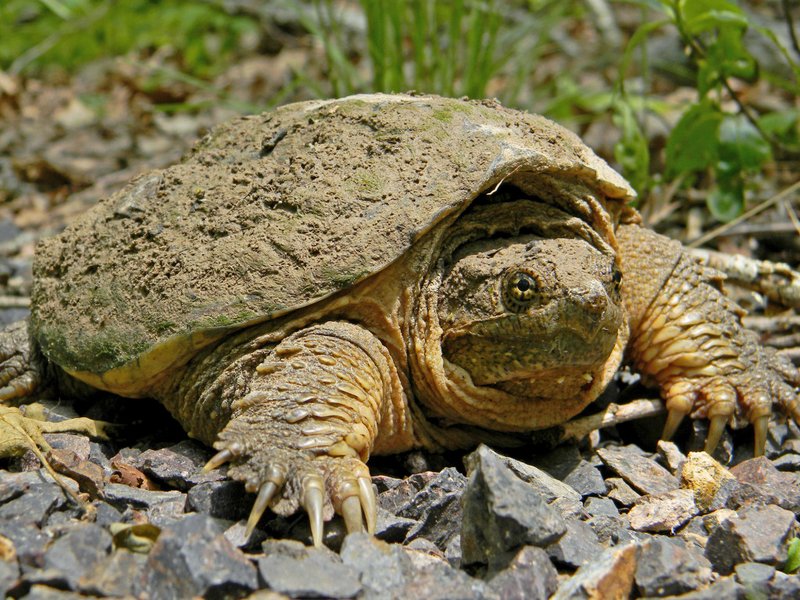 What The Snapping Turtle Eats And How It Hunts